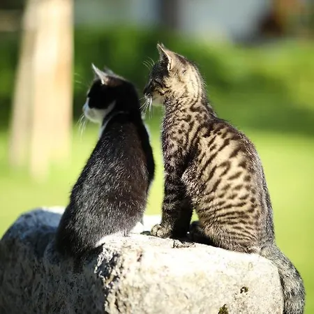 Attwengerhof Apartamento *