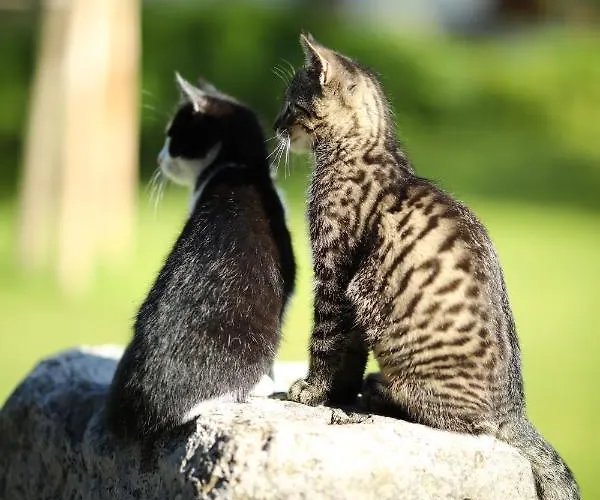 Attwengerhof Apartment *