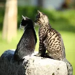 Attwengerhof Daire *